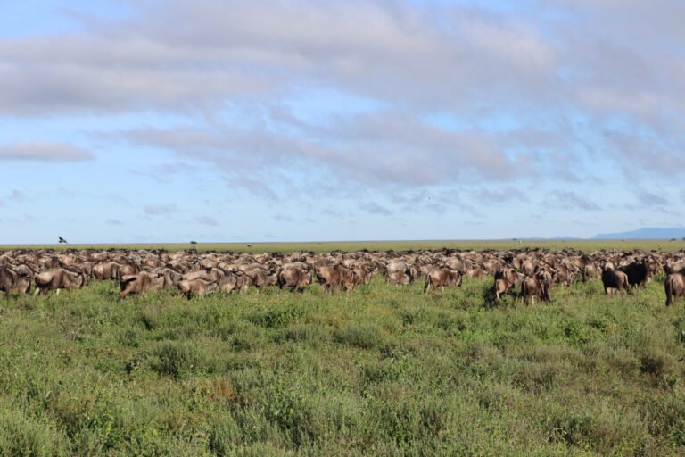 What It Takes to Be Tanzania’s Best Safari Guide: Inside the Safari Field Challenge