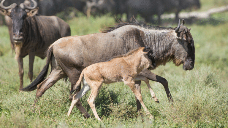 Ndutu Calving Season: Where the Great Migration Begins in Tanzania